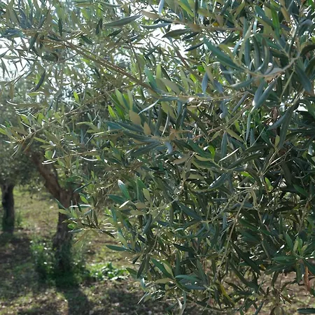 בית נופש Luparello